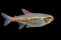 Glowlight Tetra