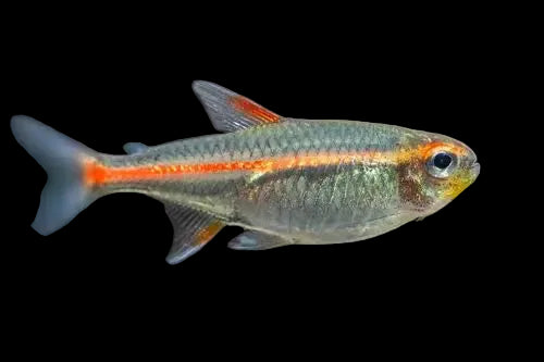 Glowlight Tetra