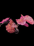 Tiger-Lotus-Lily-Tuber