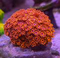 Ultra-Red-Goniopora