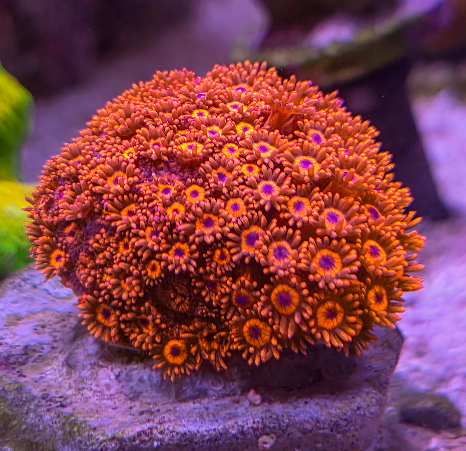 Ultra-Red-Goniopora