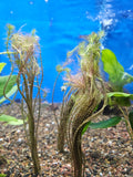 Rotala-Wallichii