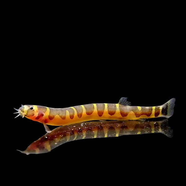 Giant-Kuhli-Loach