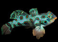 Yellow-Target-Mandarin-Goby