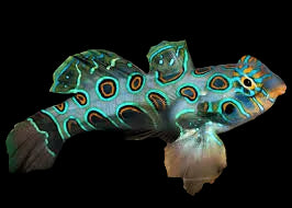 Yellow-Target-Mandarin-Goby