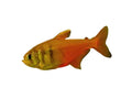 Flame Tetra