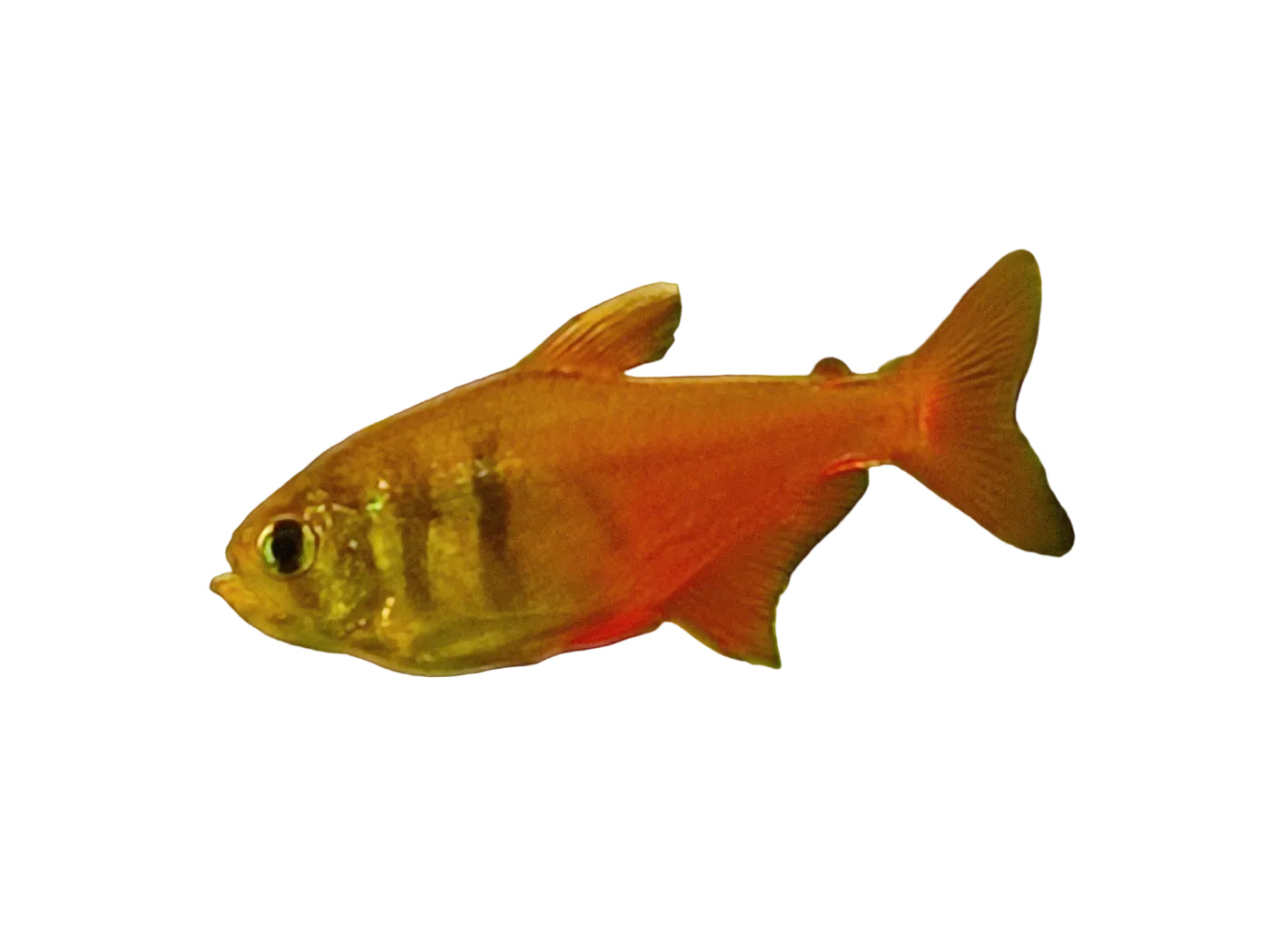 Flame Tetra