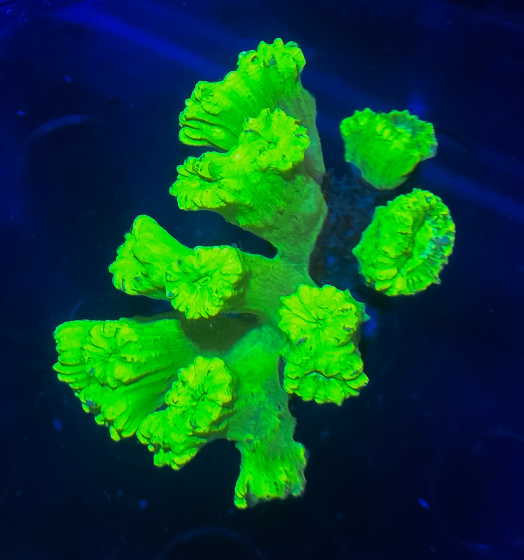 Kryptonite-Toxic-Candy-Cane