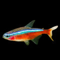 Neon-Tetra