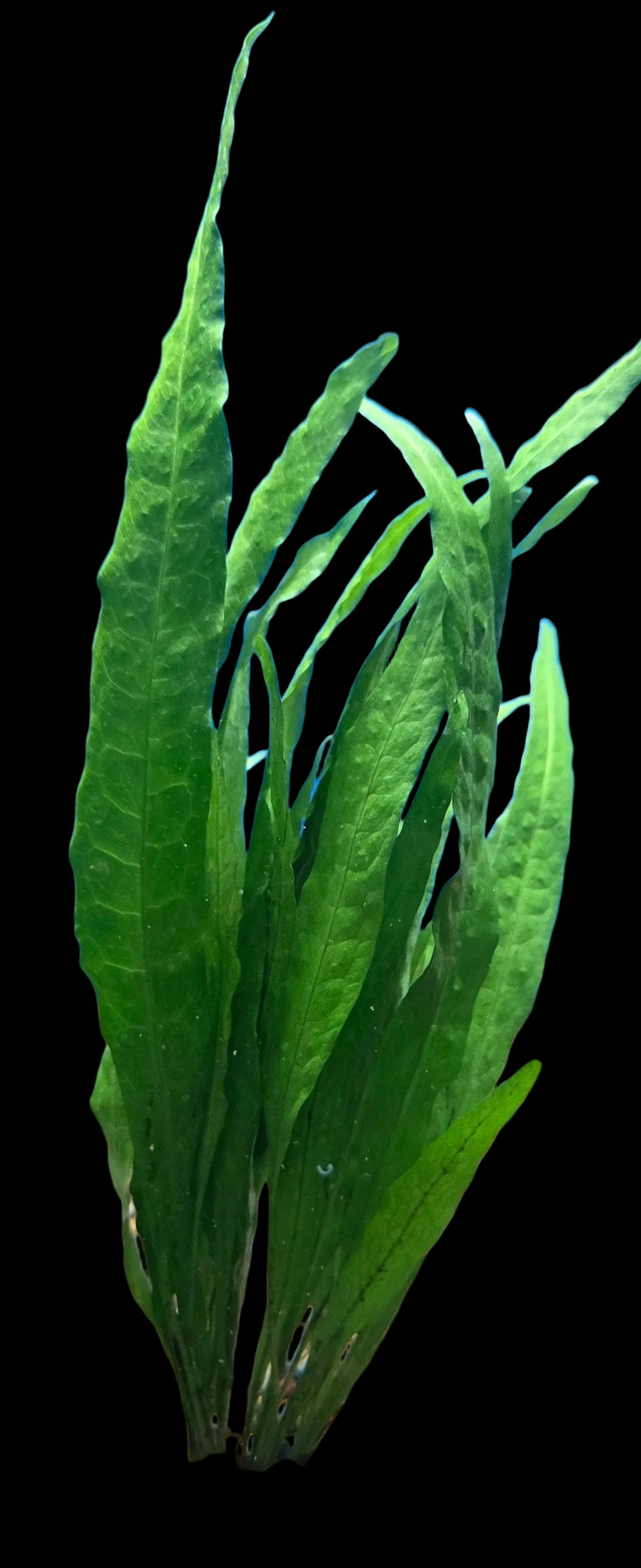 Java-Fern-Microsorum Narrow Leaf