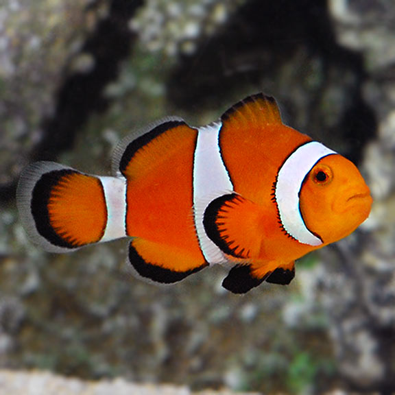 Orange Ocellaris Clown