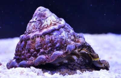 Spiral-Top-Crown-Snail