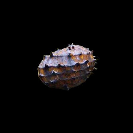 AlgaeKING Koopa Snail