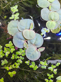 Red-Root-Floater