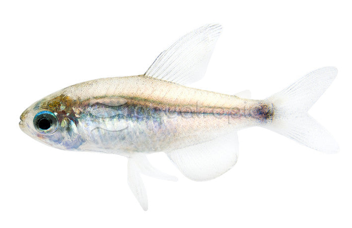 Reed tetra
