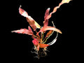 Barclaya Longifolia