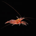 Peppermint-Shrimp