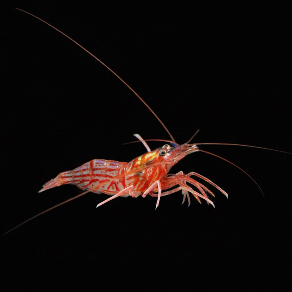 Peppermint-Shrimp