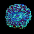 Acanthophyllia-Green Glitter