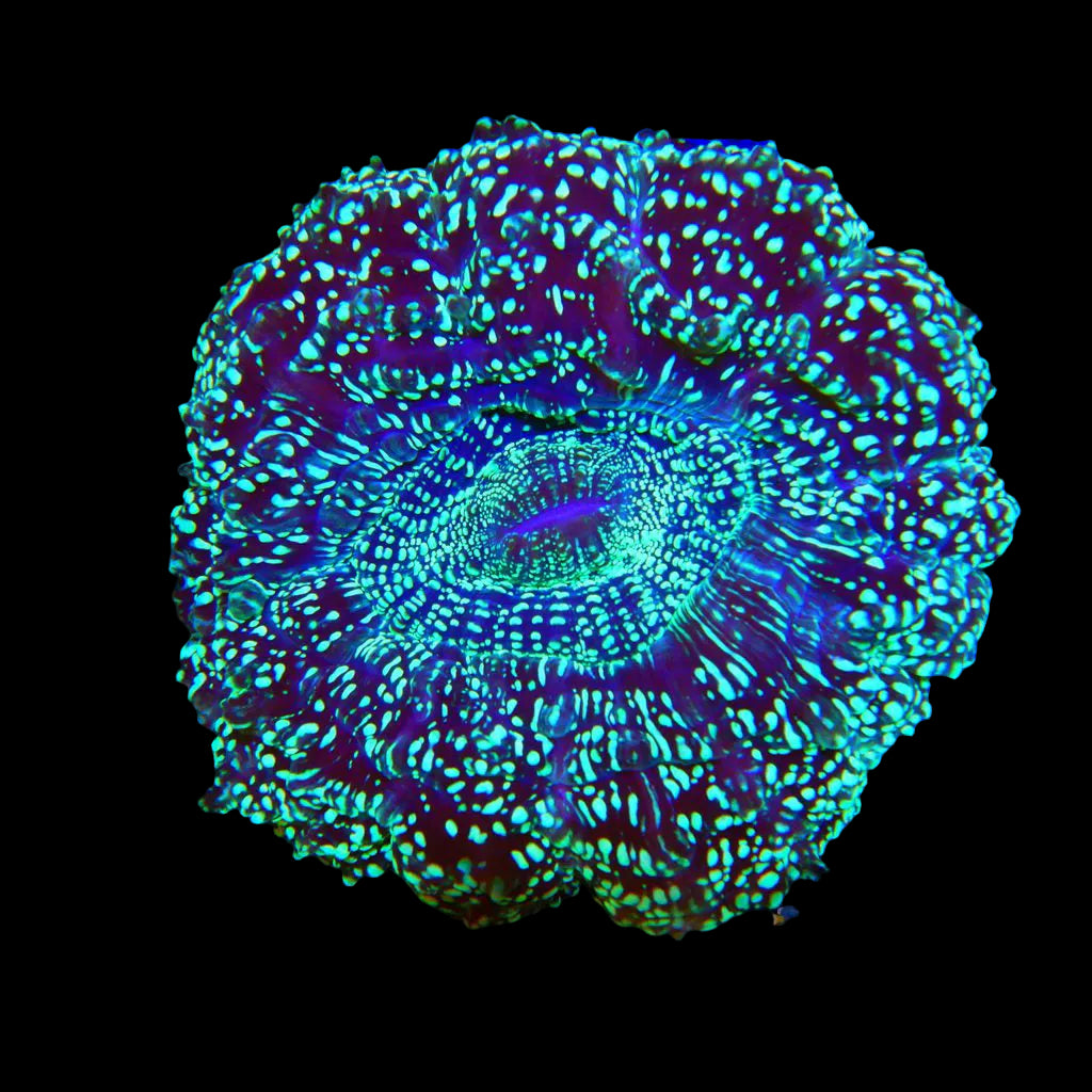 Acanthophyllia-Green Glitter