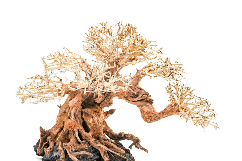 UNS Bonsai 014