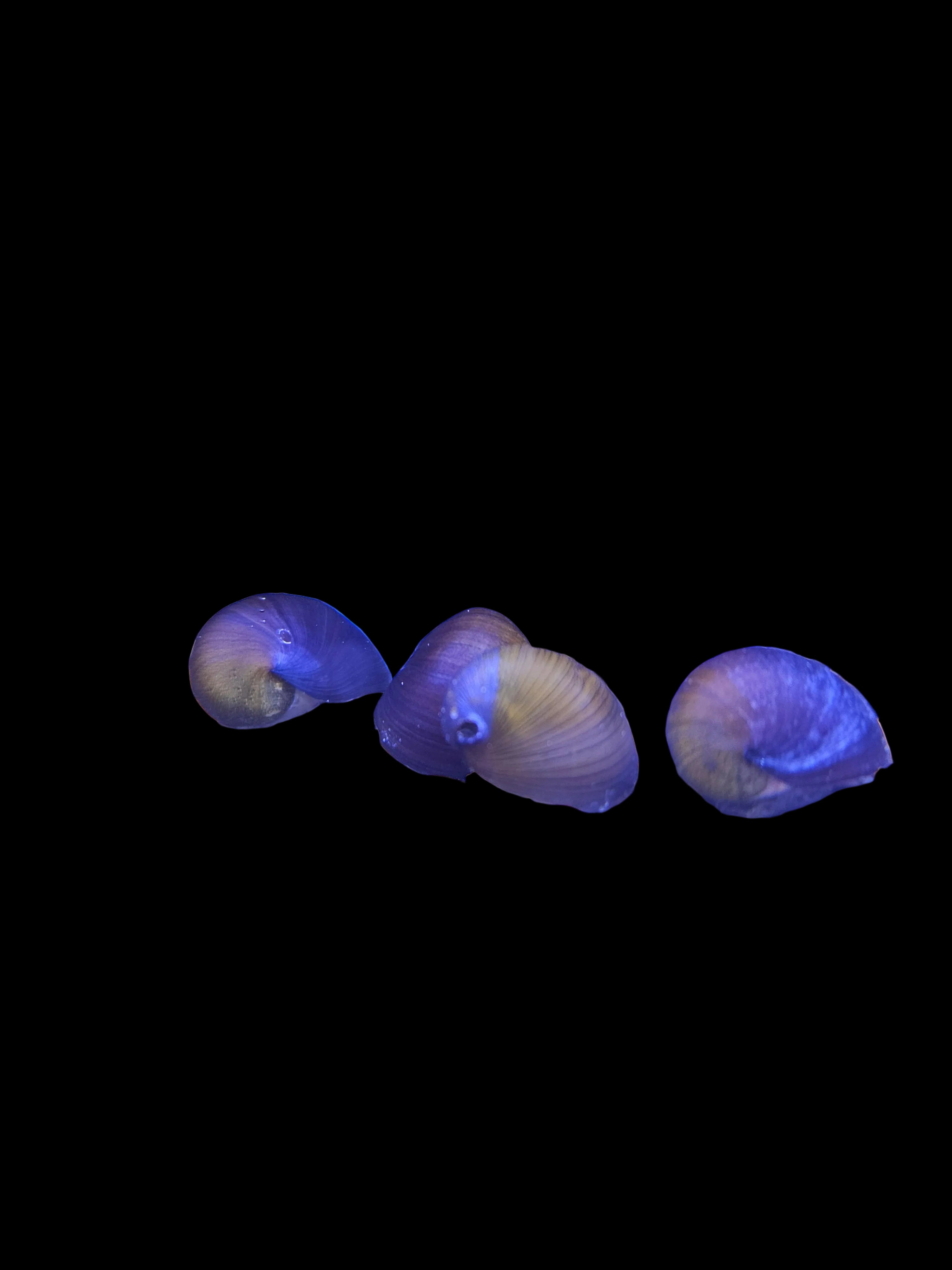 Nerite Olive Mixed