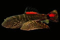 Hillstream Bloody Mary Loach