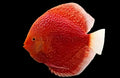 Red-Snakeskin-Stardust-Discus