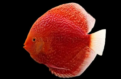 Red-Snakeskin-Stardust-Discus