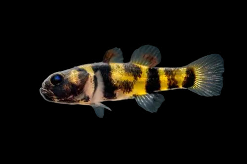Bumblebee Goby