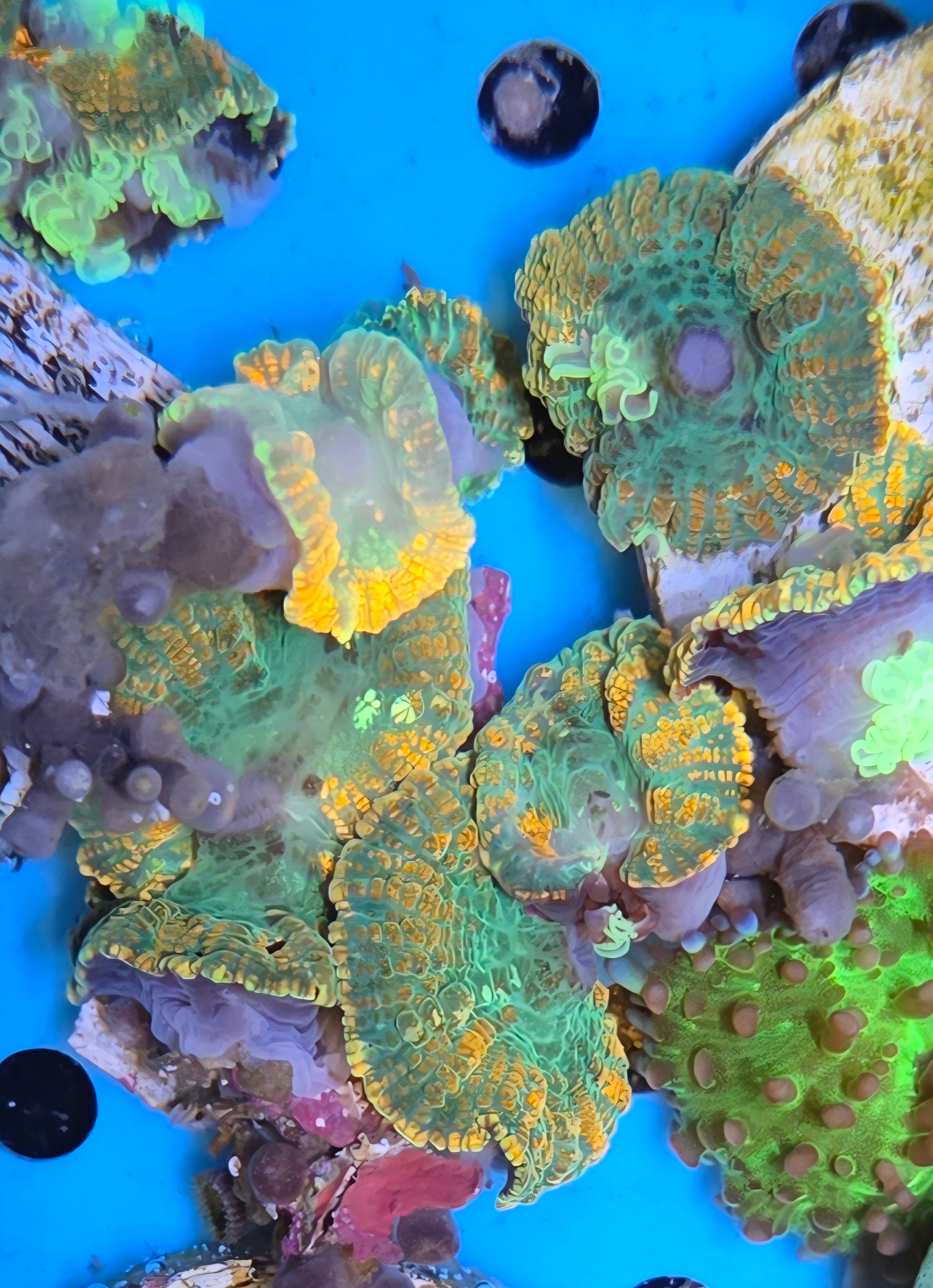 Tequila Sunrise Mushroom