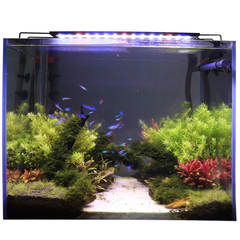Hygger White Blue Red LED Light
