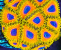Great-Owl-Zoa