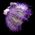 Hairy-Purple/-Pink-Urchin