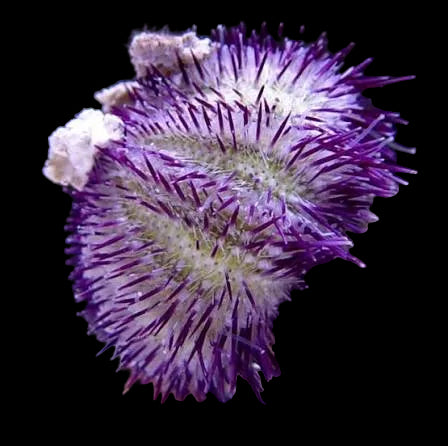 Hairy-Purple/-Pink-Urchin