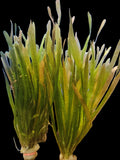 Vallisneria-Spiralis