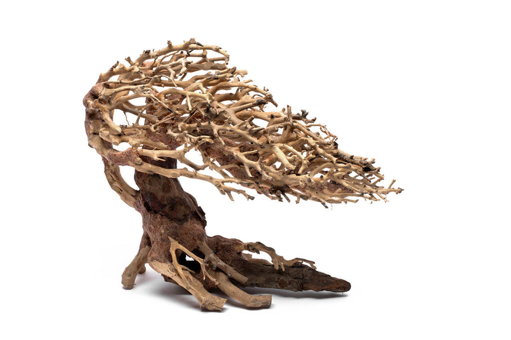UNS Bonsai 019