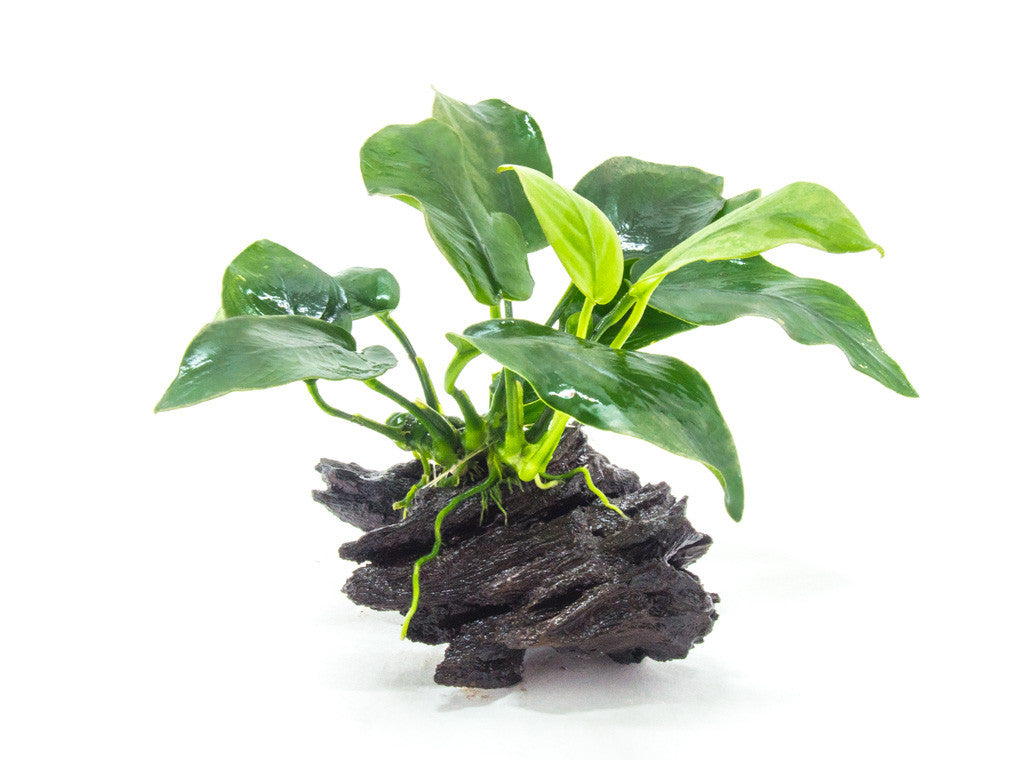 Anubias on Driftwood