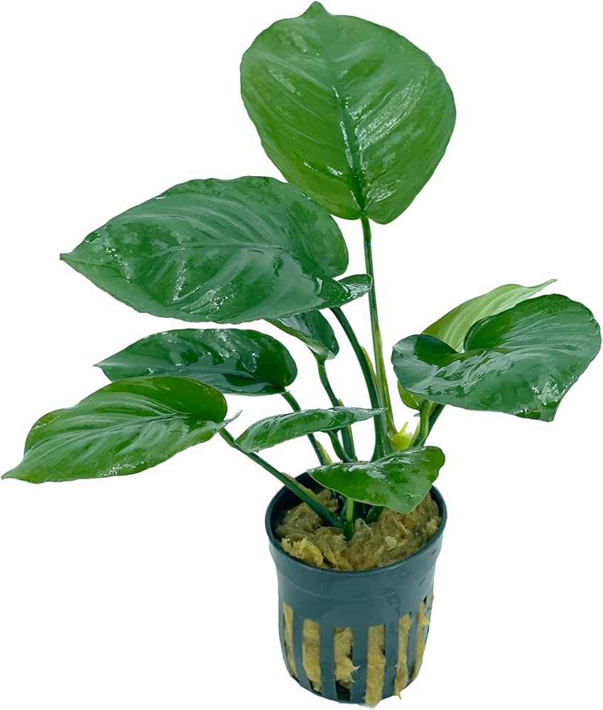 Anubias-Barteri-Wrinckle-Leaf