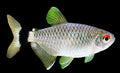 Red Eye Tetra