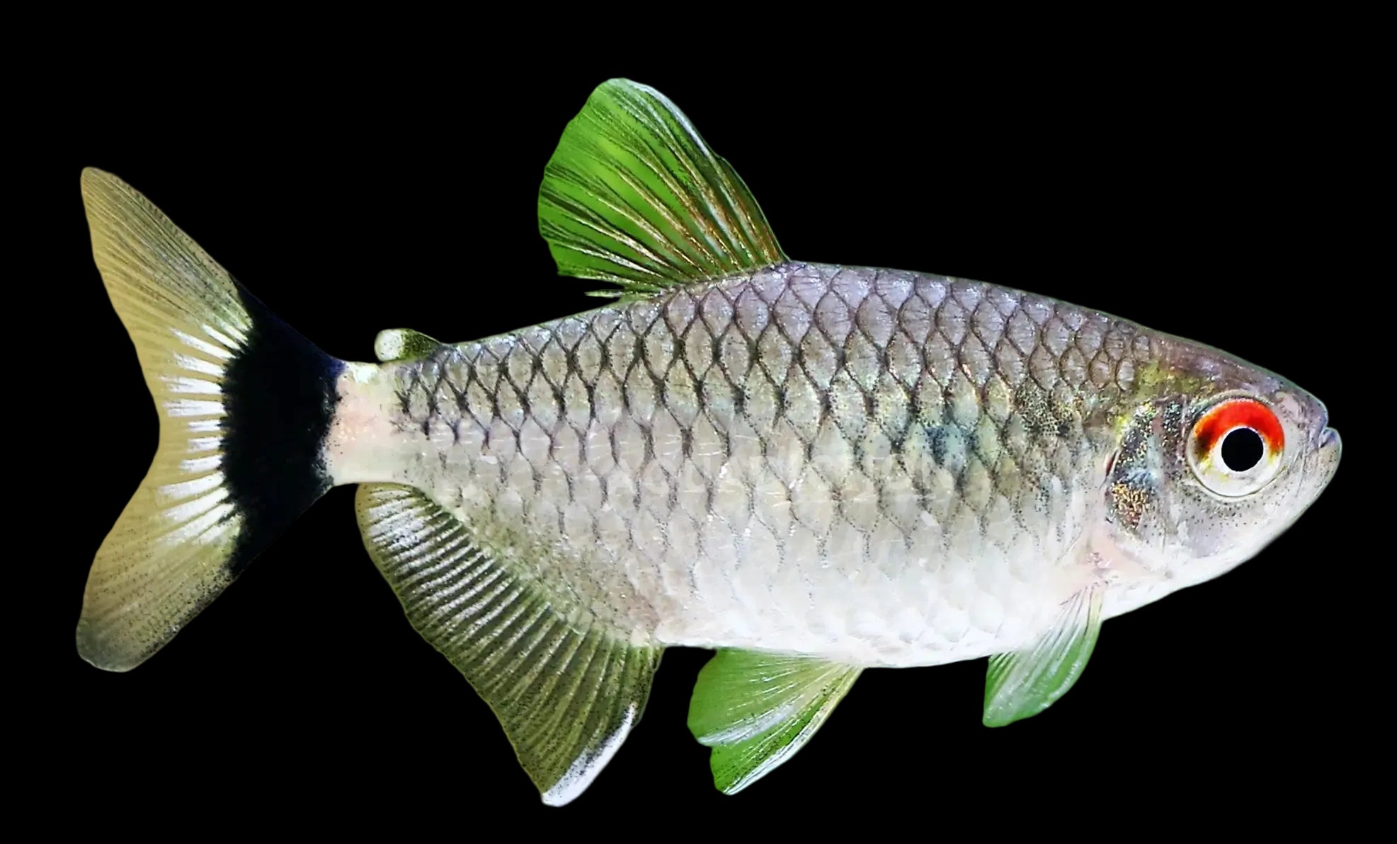 Red Eye Tetra