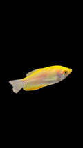 Gold Gouramis