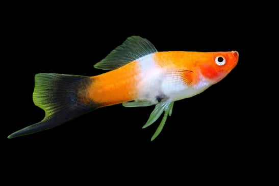 Koi Kohako Wag Swordtail