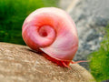 Ramshorn Snails