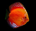 Red Marlboro Discus