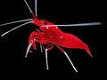 Fire / blood Shrimp
