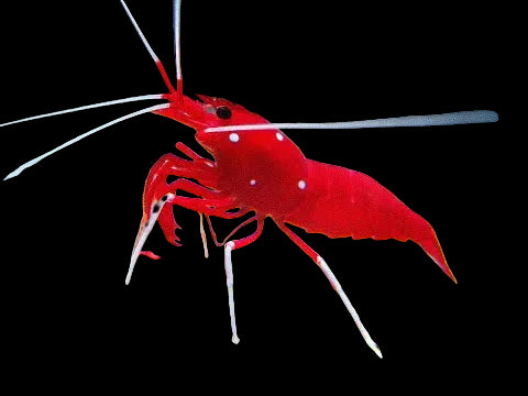 Fire / blood Shrimp