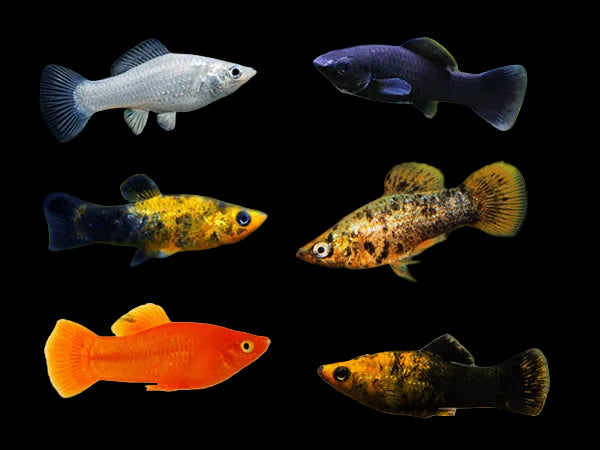 Saltwater Molly Assorted