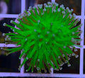 Toxic-Toadstool