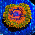 GMK-Zoa